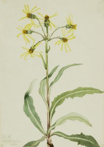 Séneçon en deuil Senecio lugens, 1921 - Mary Vaux Walcott
