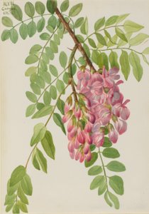 Robinier du Mexique (Robinia neomexicana) - Mary Vaux Walcott