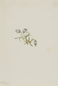Lychnis apetala (Lychnis apetala) - Mary Vaux Walcott