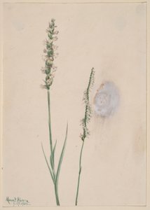 Ibidium cernum (Ibidium cernum) - Mary Vaux Walcott