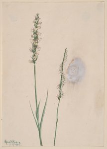 Ladies-Tresses inclinées Ibidium cernum, 1905 - Mary Vaux Walcott