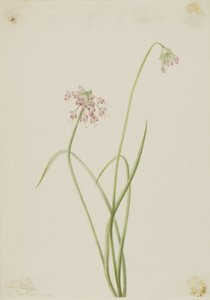Oignon nain (Allium cernuum)