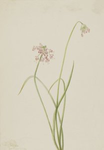 Allium cernuum, 1901