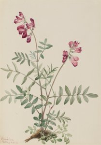 Hedysarum boréal, 1916 - Mary Vaux Walcott