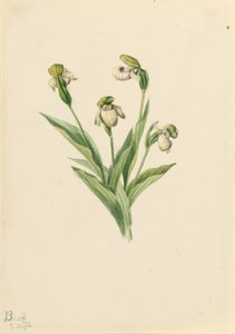 Cypripède du Nord (Cypripedium passerinum) - Mary Vaux Walcott