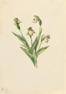 Sabot de la dame du Nord Cypripedium passerinum, 1916 - Mary Vaux Walcott