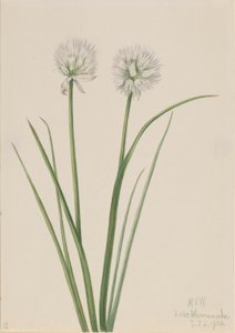 Oignon du Nord (Allium sibiricum)