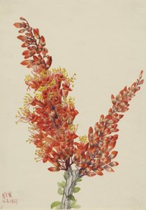 Ocotillo (Fouquieria splendens) - Mary Vaux Walcott