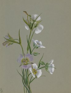 Sur la route de Monument, 1881