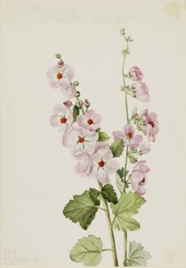Globemallow à œil orange (Sphaeralcea davidsonii) - Mary Vaux Walcott