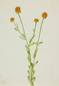 Polygala orange (Polygala lutea) - Mary Vaux Walcott