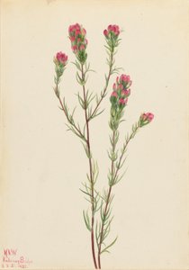 Orthocarpe (Orthocarpus tenuifolius)