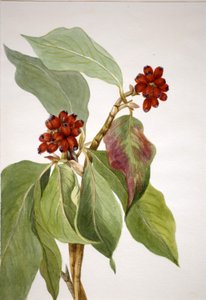 Cornouiller du Pacifique (Cornus nuttallii)