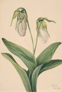 Sabot de la dame pâle Cypripedium acaule, 1919 - Mary Vaux Walcott