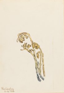 Pin maritime pâle (Hypopitys americana) - Mary Vaux Walcott