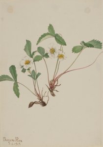 Fraise pâle (Fragaria glauca) - Mary Vaux Walcott