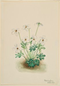 Violette (Viola pedata) - Mary Vaux Walcott
