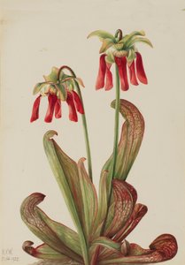 Sarracénie perroquet, 1925