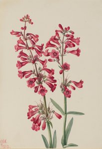 Penstemon de Parry (Penstemon parryi)