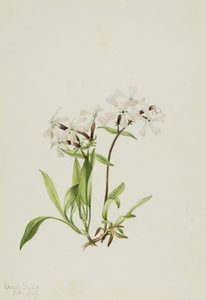 Silène carolinienne