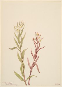 Pedicularis raremosa