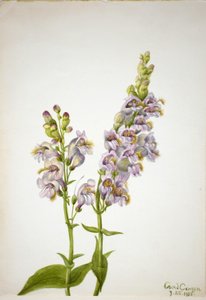 Pentstemon (Pentstemon macranthus) - Mary Vaux Walcott