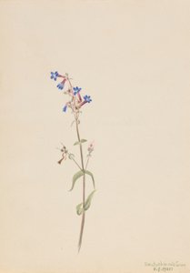 Pentstemon (Pentstemon procerus) - Mary Vaux Walcott