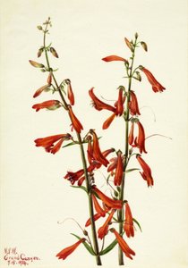 Pentstemon Pentstemon barbatus