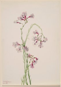 Pentstemon ambiguus - Mary Vaux Walcott