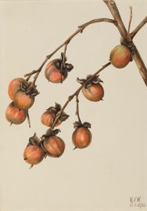 Kaki (Diospyros virginiana) - Mary Vaux Walcott