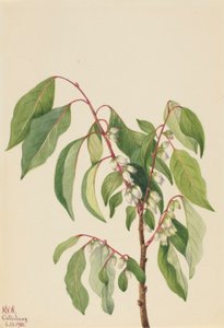 Kaki (Diospyros virginiana) - Mary Vaux Walcott