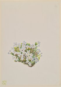 Phlox Phlox caespitosa - Mary Vaux Walcott