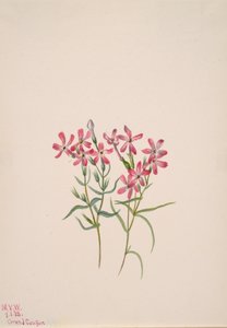 Phlox stansburyi, 1938