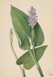 Pontédérie à feuilles cordées - Mary Vaux Walcott