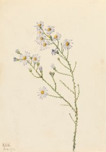 Aster squarrosus - Mary Vaux Walcott