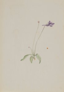 Pinguicula vulgaris - Mary Vaux Walcott
