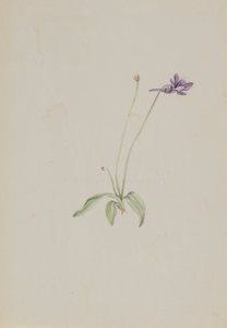 Pinguicula vulgaris, début des années 1930 - Mary Vaux Walcott