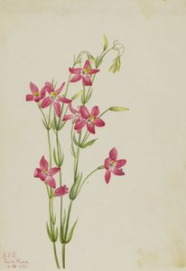 Centaurium rose (Centaurium venustum)