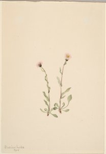Vergerette rose (Erigeron jucundus) - Mary Vaux Walcott