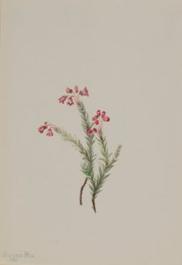 Bruyère rose (Phyllodoce empetriformis) - Mary Vaux Walcott