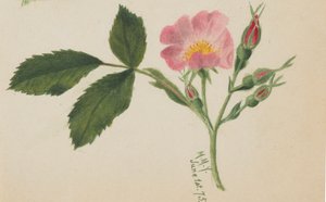 Rose rose, 1875