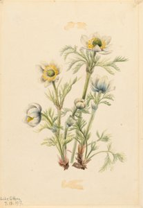 Anémone à panache (Pulsatilla occidentalis) - Mary Vaux Walcott