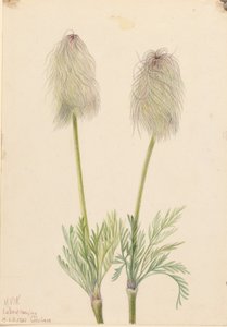 Anémone à panache (Pulsatilla occidentalis) - Mary Vaux Walcott