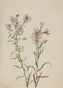 Aster des prairies Aster campestris, 1923 - Mary Vaux Walcott