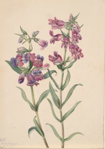 Pentstemon des prairies