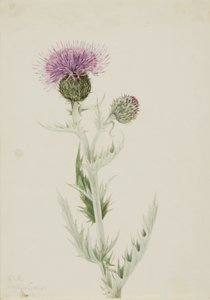 Chardon des prairies (Cirsium undulatum) - Mary Vaux Walcott