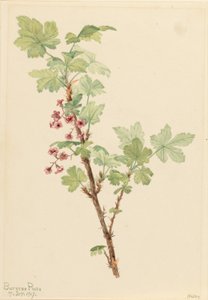 Groseille épineuse (Ribes lacustre) - Mary Vaux Walcott