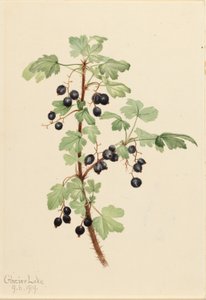 Groseille épineuse (Ribes lacustre)