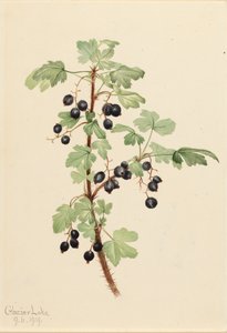 Groseillier épineux