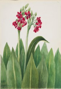 Primevère (Primula parryi)